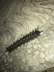 Hemileuca
