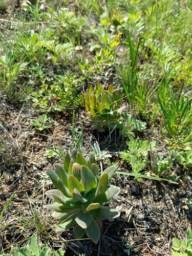 Orostachys malacophylla