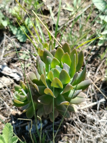 Orostachys malacophylla