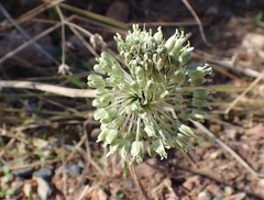 Allium chamaespathum
