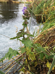 Polemonium occidentale