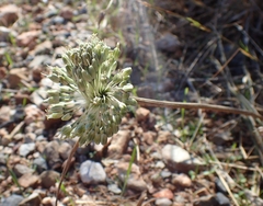 Allium chamaespathum