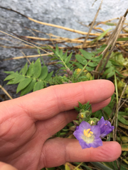 Polemonium occidentale