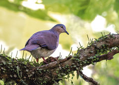 Gray-Headed Dove photo 1