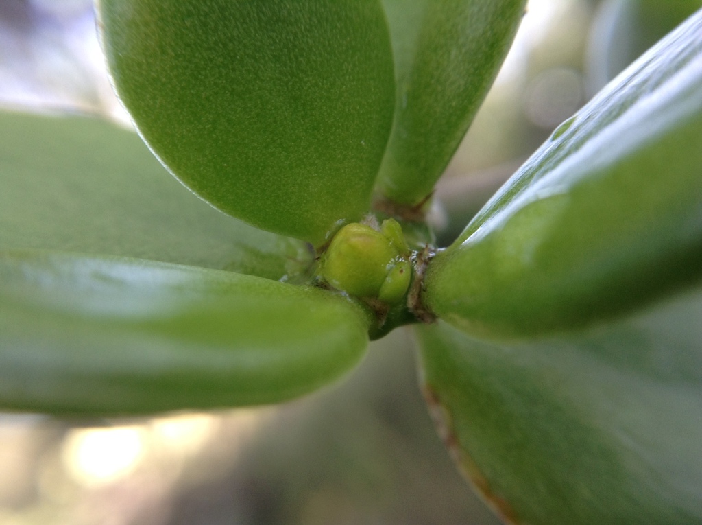 Pereskiopsis rotundifolia; photograph author not stated, no rights reserved