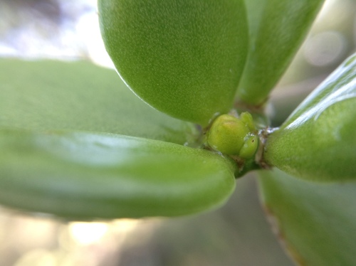 Pereskiopsis rotundifolia, photograph 2