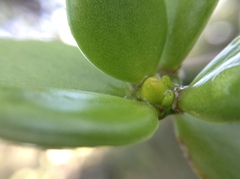author not stated, no rights reserved Pereskiopsis rotundifolia, photograph author not stated, no rights reserved