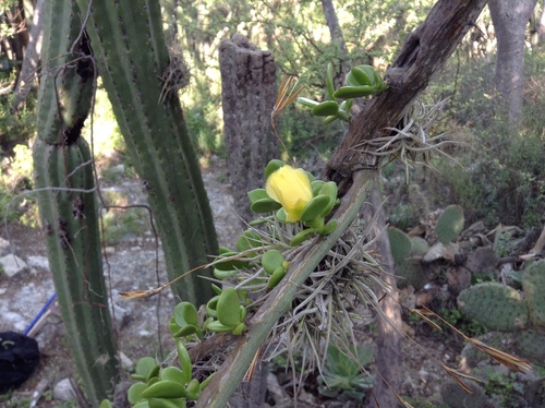 Pereskiopsis rotundifolia, photograph 3