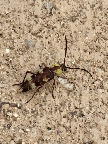 Megacyllene antennata photo 2