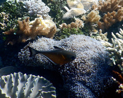 Pempheris vanicolensis