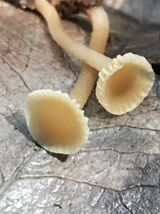 Camarophyllopsis
