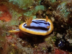 Chromodoris annae