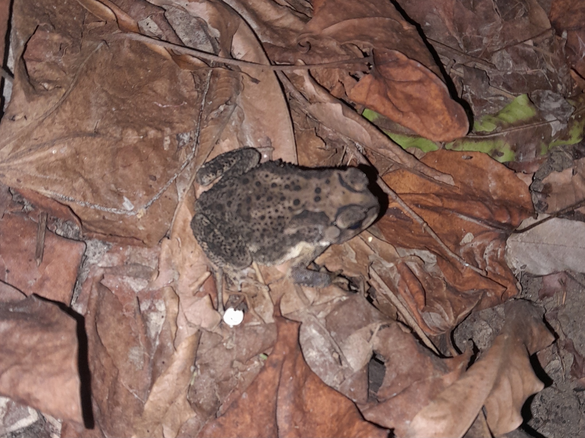 Indian Common True Toad