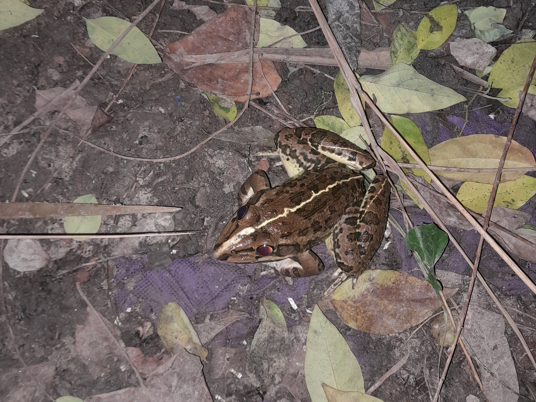 Indian Bull Frog