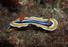 Chromodoris magnifica