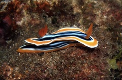 Chromodoris magnifica