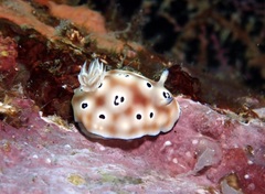 Goniobranchus leopardus