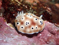 Goniobranchus leopardus