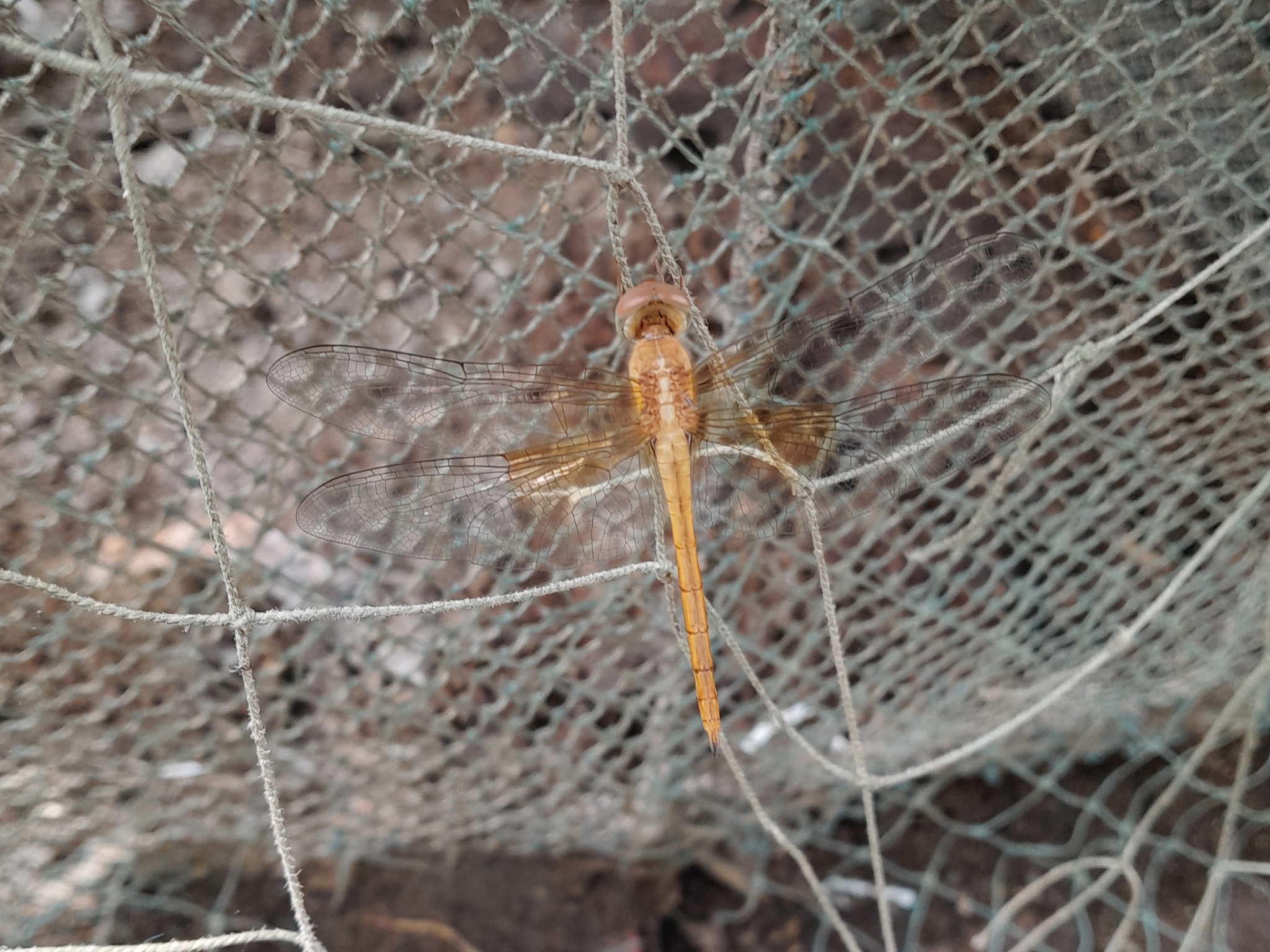 Coral-Tailed Cloudwing
