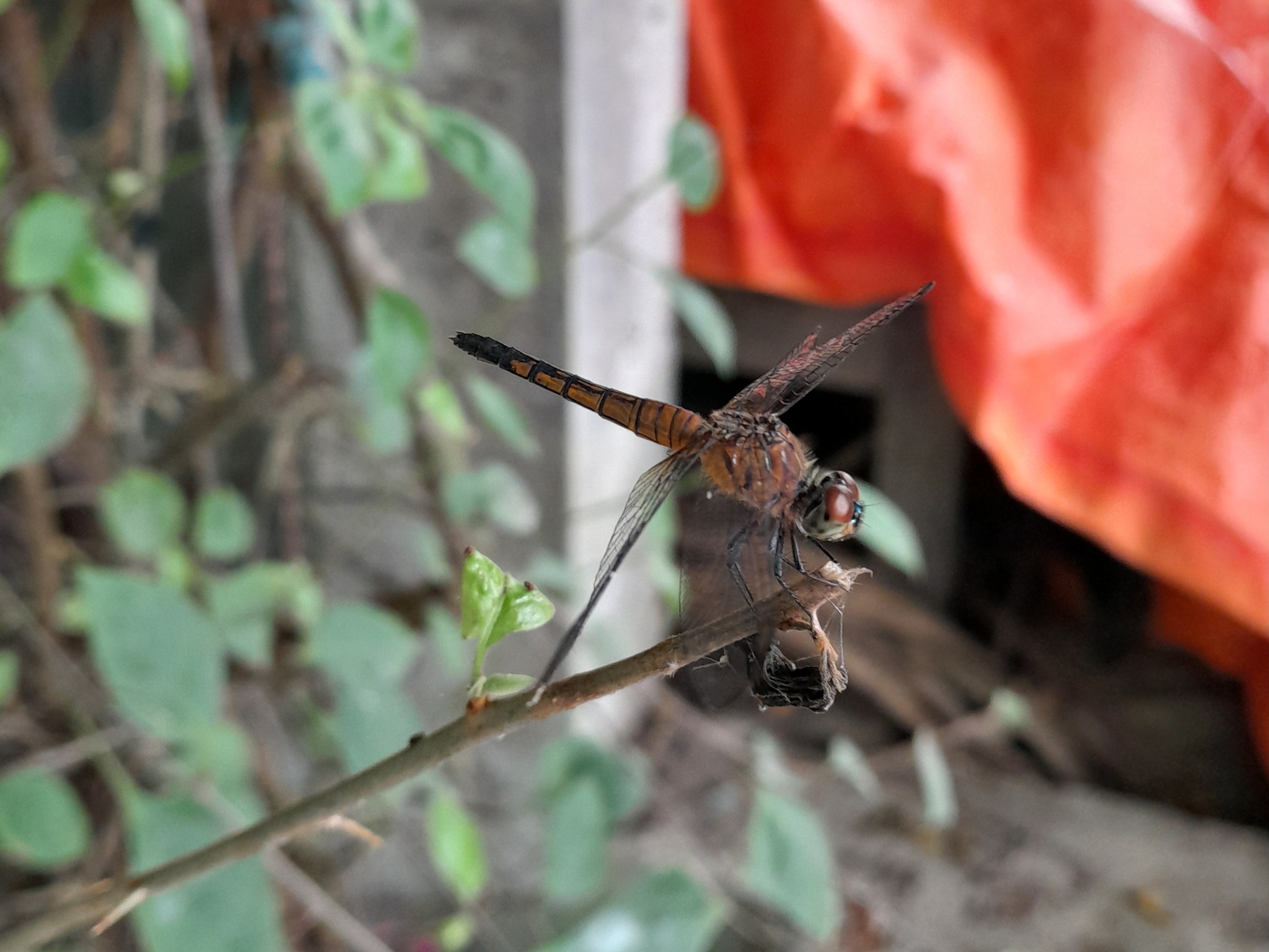 Rufous-Backed Marsh Hawk
