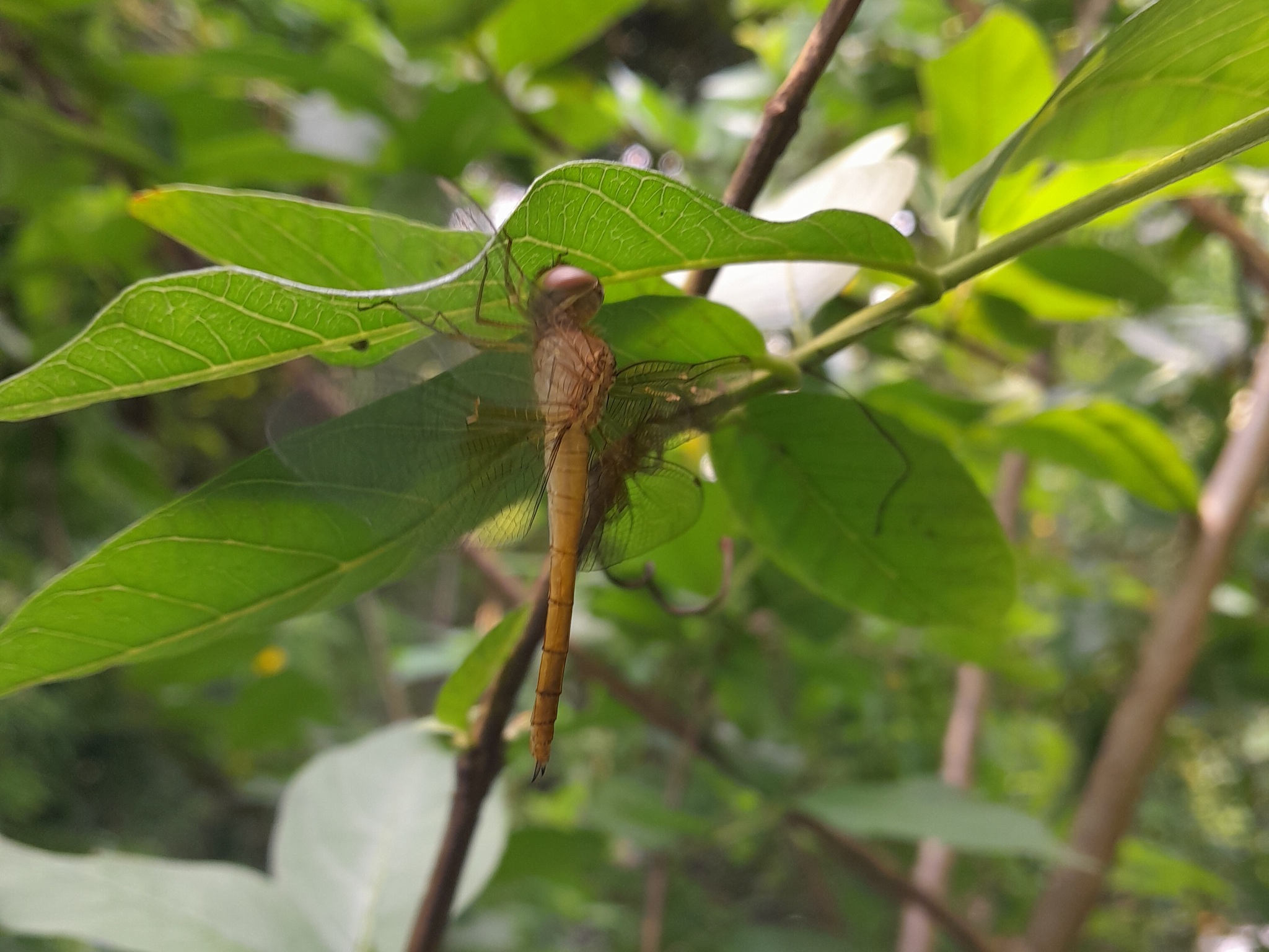 Coral-Tailed Cloudwing