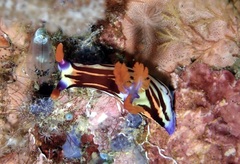 Nembrotha