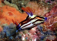 Nembrotha