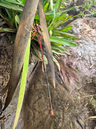 Megalagrion oahuense, 2025-07-20