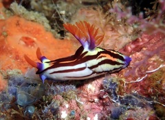 Nembrotha