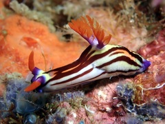 Nembrotha