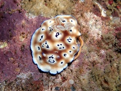 Goniobranchus leopardus