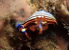 Nembrotha