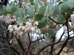 Arctostaphylos viscida