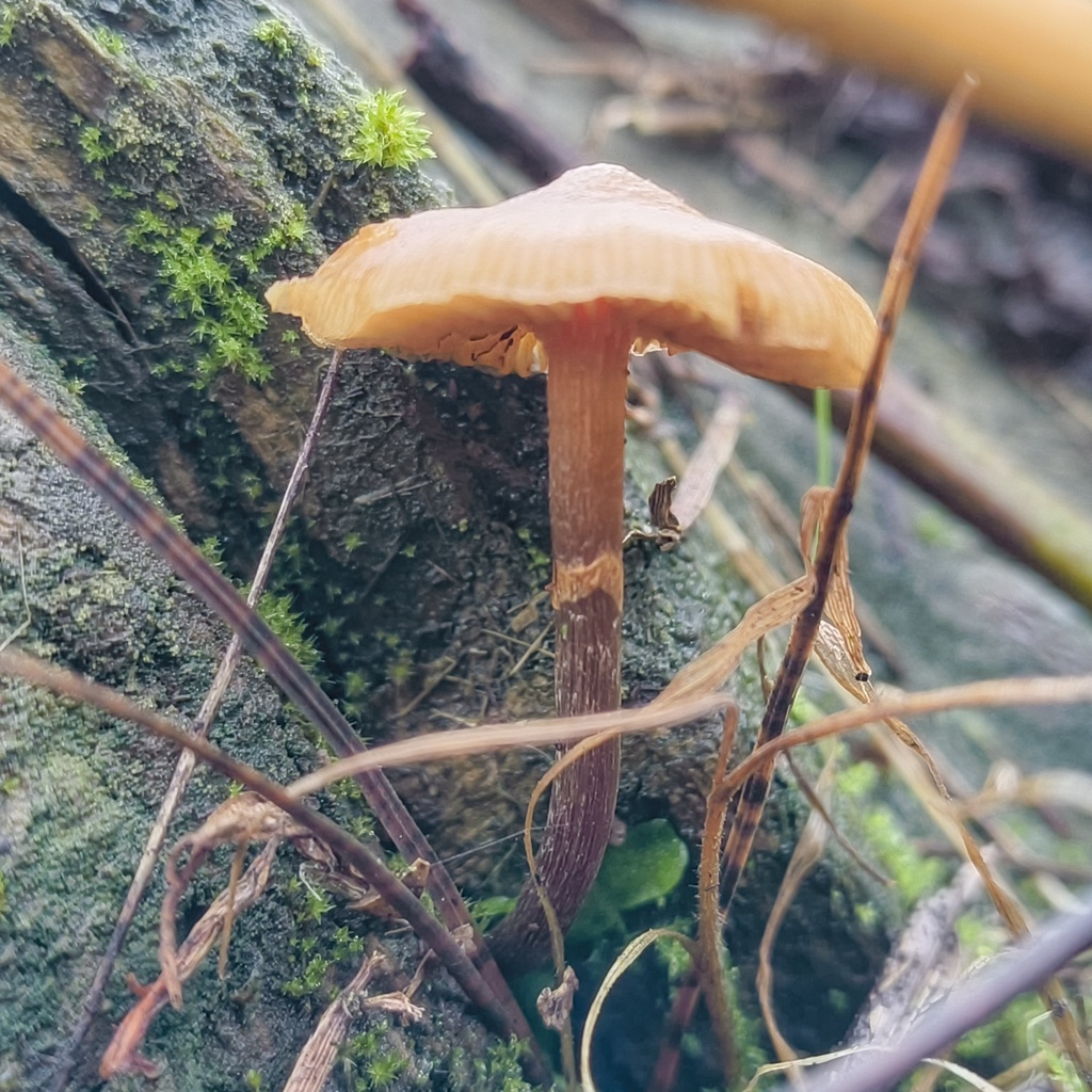 Galerina · May 2025 · photo: © zedt (iNaturalist, cc-by)