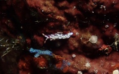 Thuridilla albopustulosa