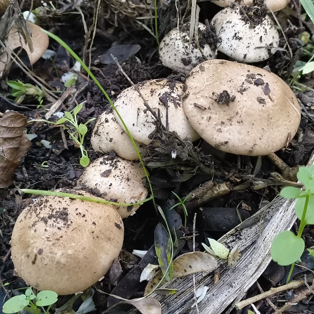 Agaricus · May 2025 · photo: © zedt (iNaturalist, cc-by)