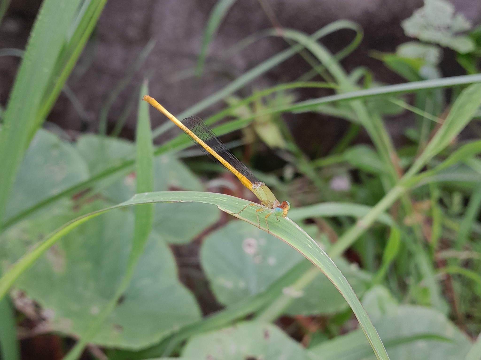 Coromandel Marsh Dart