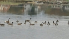 Branta canadensis