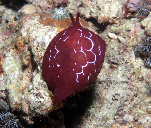 Forsskål's Pleurobranch