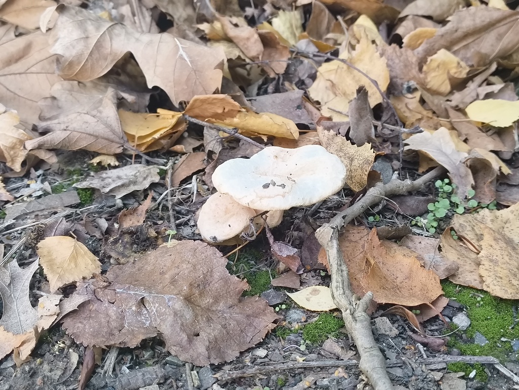 Lactarius pubescens · May 2025 · photo: © zedt (iNaturalist, cc-by)