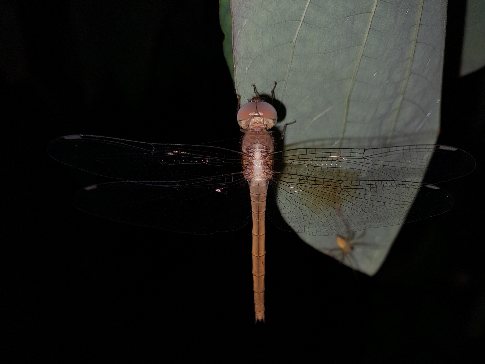 Coral-Tailed Cloudwing