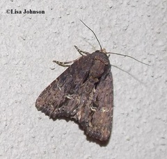 Dypterygia ordinarius