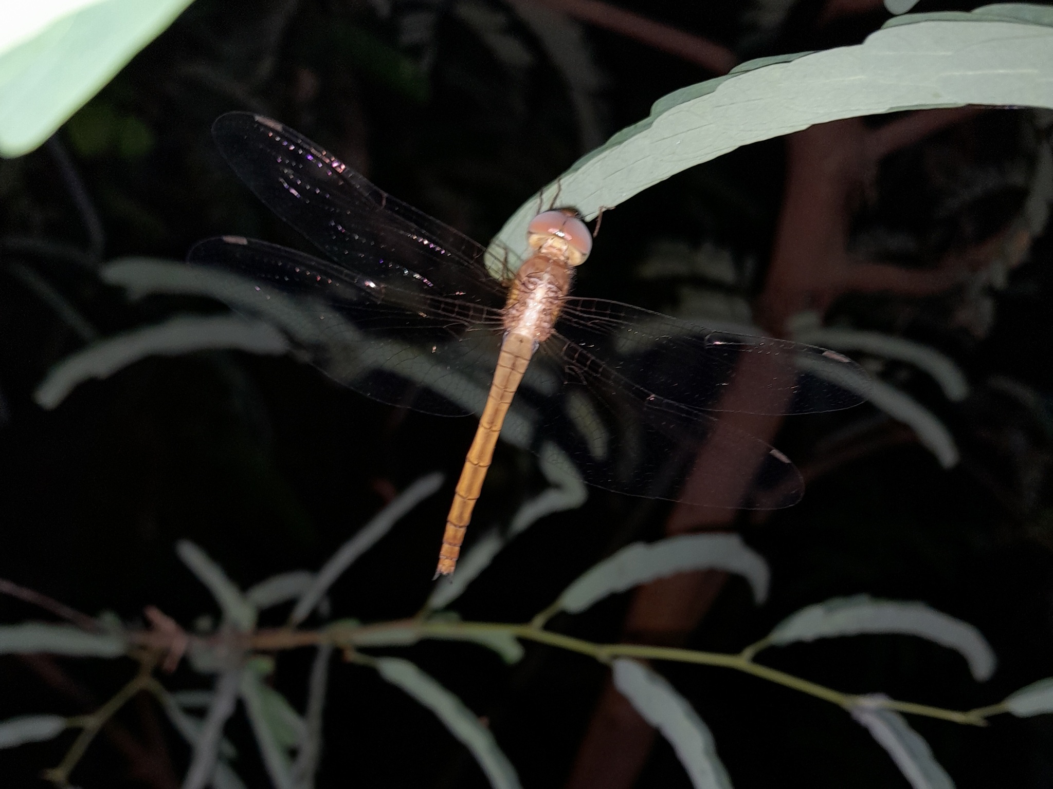 Coral-Tailed Cloudwing