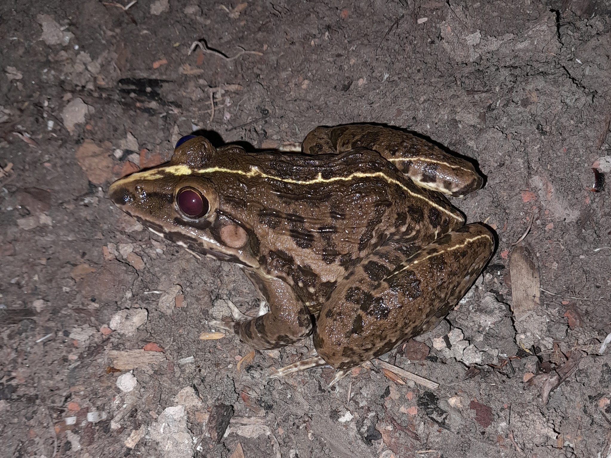 Indian Bull Frog