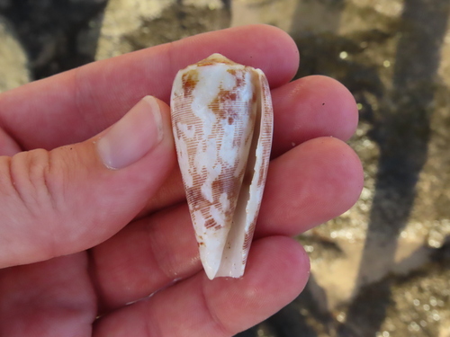 Conus striatus observed 2024-06-14