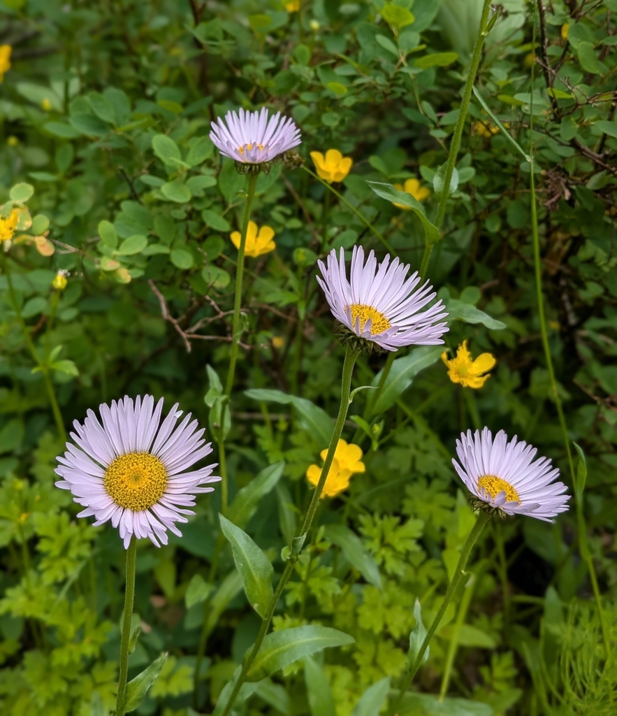 Subalpine Fleabane