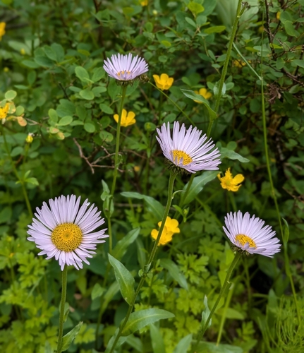 Erigeron glacialis