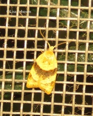 Coelostathma parallelana