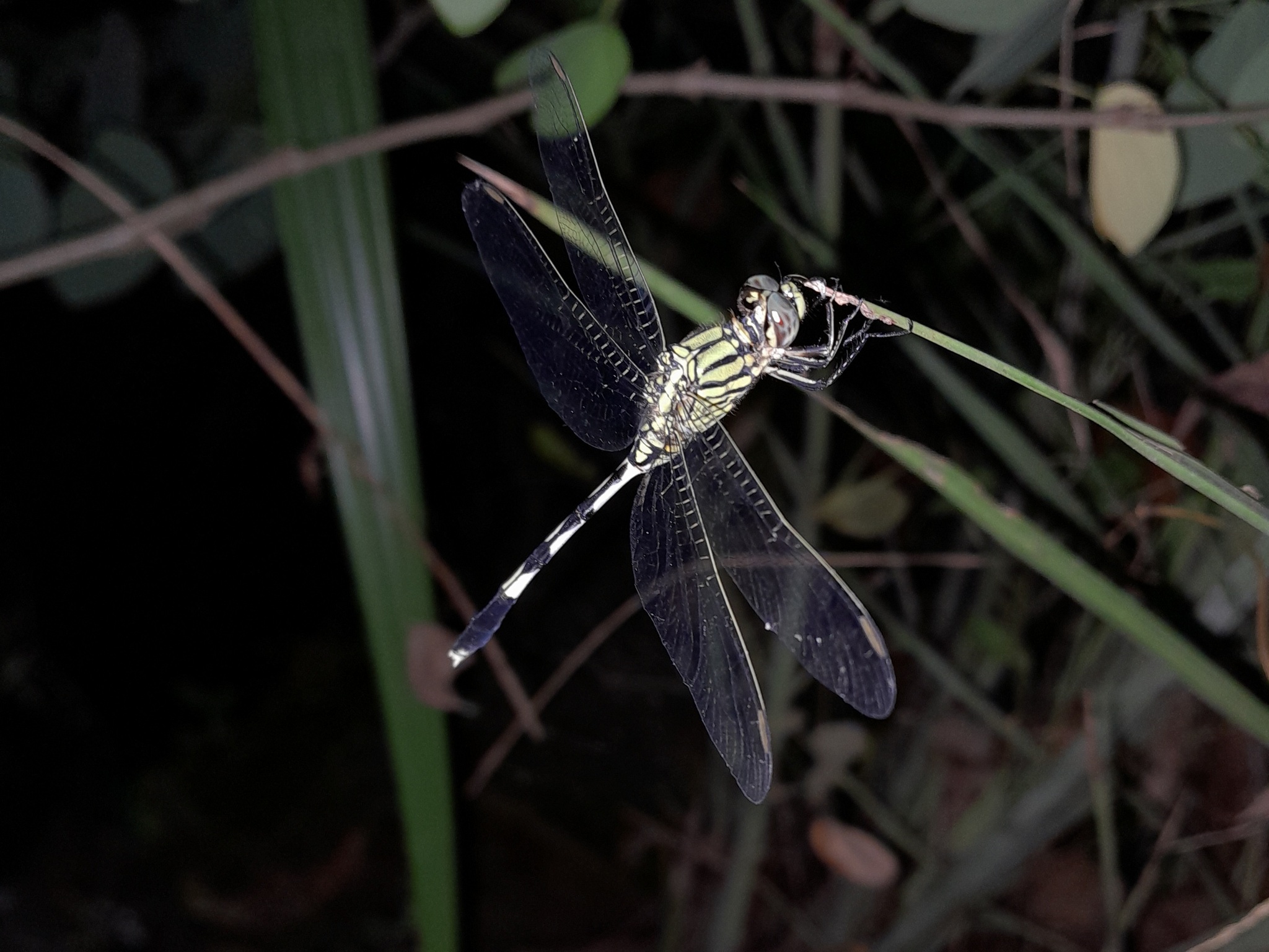 Slender Skimmer