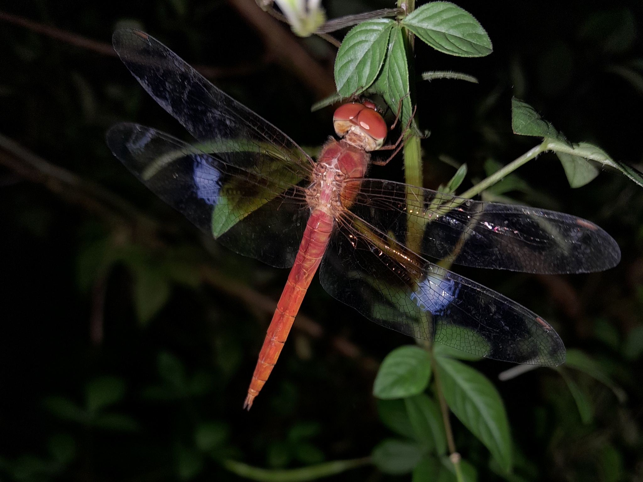 Coral-Tailed Cloudwing